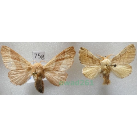 Malacosoma neustria (Linnaeus, 1758) pair Czech75g